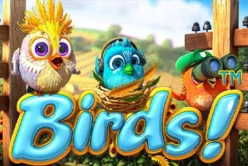 Birds