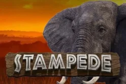 Stampede