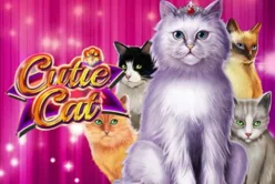 Cutie Cat