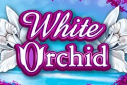White Orchid