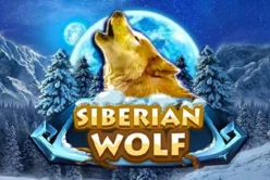 Siberian Wolf