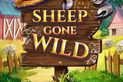 Sheep Gone Wild