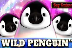 Wild Penguin