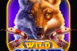 Wild Coyote