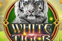 White Tiger