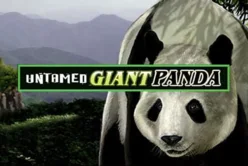 Untamed Giant Panda