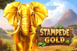 Stampede Gold