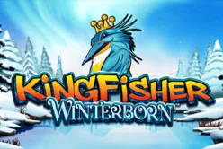 Kingfisher Winterborn